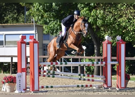 Zangersheide, Caballo castrado, 5 años, Alazán