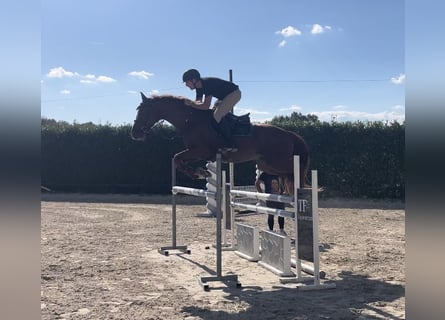 Zangersheide, Caballo castrado, 5 años, Alazán