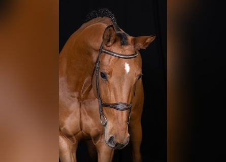 Zangersheide, Caballo castrado, 5 años, Castaño