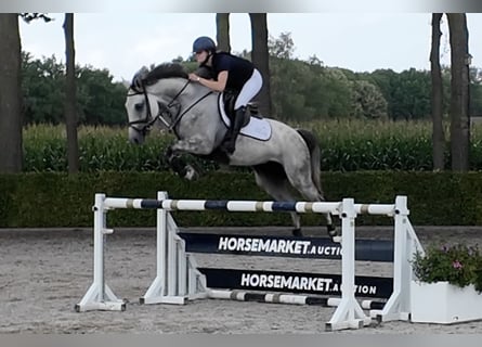 Zangersheide, Caballo castrado, 6 años, 165 cm, Tordo