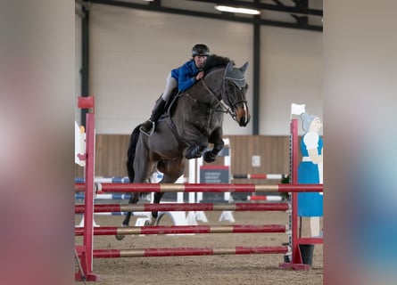 Zangersheide, Caballo castrado, 6 años, 166 cm, Castaño oscuro