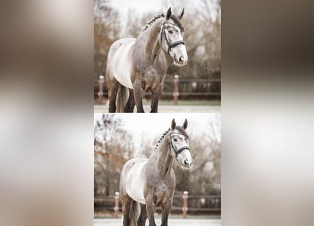 Zangersheide, Caballo castrado, 6 años, 166 cm, Tordo rodado