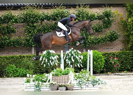 Zangersheide, Caballo castrado, 6 años, 167 cm, Castaño