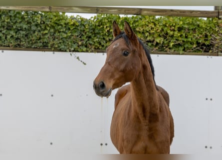 Zangersheide, Caballo castrado, 6 años, 169 cm, Castaño