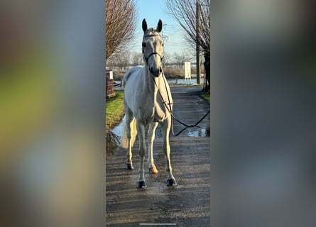 Zangersheide, Caballo castrado, 6 años, 169 cm, White/Blanco