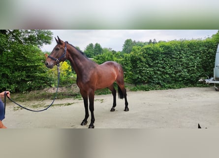 Zangersheide, Caballo castrado, 6 años, 170 cm, Castaño oscuro