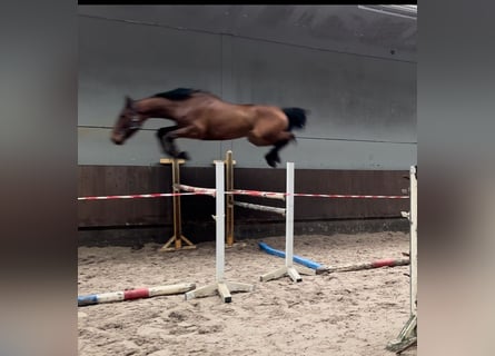 Zangersheide, Caballo castrado, 6 años, 170 cm, Castaño oscuro