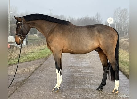 Zangersheide, Caballo castrado, 6 años, 171 cm, Castaño rojizo