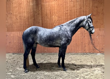 Zangersheide, Caballo castrado, 6 años, 171 cm, Tordo