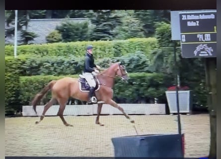 Zangersheide, Caballo castrado, 6 años, 172 cm, Alazán