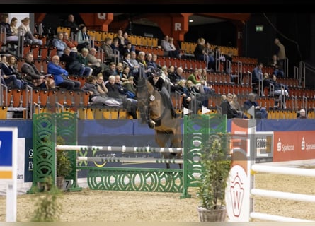Zangersheide, Caballo castrado, 6 años, 172 cm, Castaño