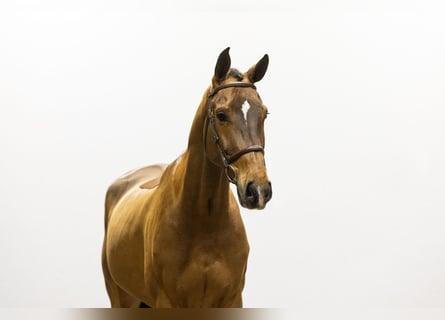 Zangersheide, Caballo castrado, 6 años, 172 cm, Castaño