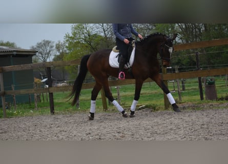 Zangersheide, Caballo castrado, 6 años, 172 cm, Castaño oscuro