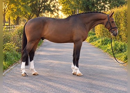 Zangersheide, Caballo castrado, 6 años, 172 cm, Castaño oscuro