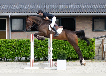 Zangersheide, Caballo castrado, 6 años, 173 cm, Castaño oscuro