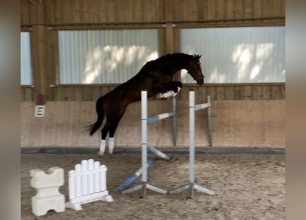 Zangersheide, Caballo castrado, 6 años, 175 cm, Castaño