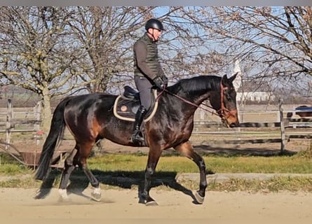 Zangersheide, Caballo castrado, 6 años, 175 cm, Castaño oscuro