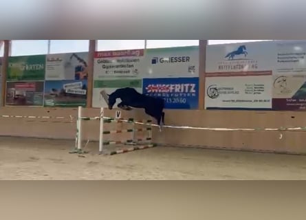 Zangersheide, Caballo castrado, 6 años, 175 cm, Morcillo