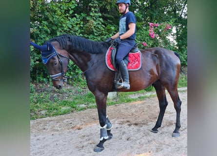 Zangersheide, Caballo castrado, 6 años, 178 cm, Castaño oscuro