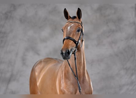 Zangersheide, Caballo castrado, 6 años, Castaño