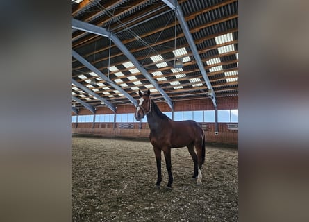 Zangersheide, Caballo castrado, 6 años, Castaño
