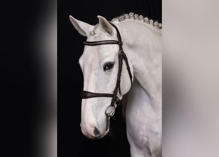 Zangersheide, Caballo castrado, 6 años, Tordo