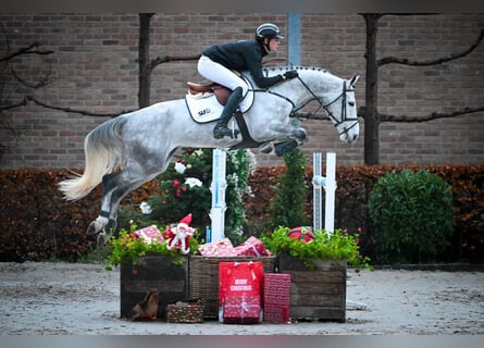 Zangersheide, Caballo castrado, 6 años, Tordo