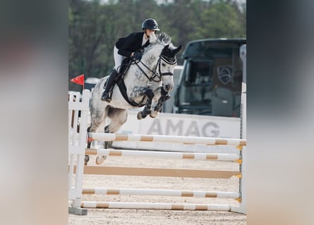 Zangersheide, Caballo castrado, 6 años, Tordo rodado