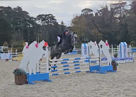 Zangersheide, Caballo castrado, 7 años, 165 cm, Tordo