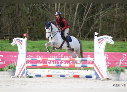 Zangersheide, Caballo castrado, 7 años, 166 cm, Tordo