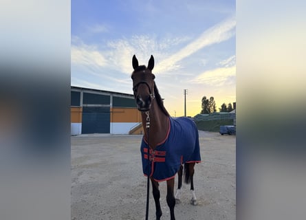 Zangersheide, Caballo castrado, 7 años, 167 cm, Castaño rojizo