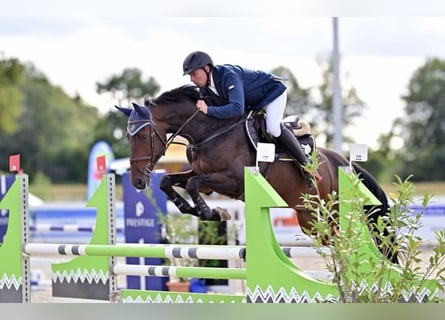 Zangersheide, Caballo castrado, 7 años, 168 cm, Castaño