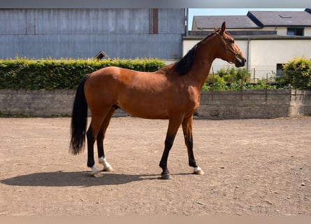 Zangersheide, Caballo castrado, 7 años, 170 cm, Castaño