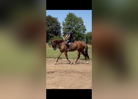 Zangersheide, Caballo castrado, 7 años, 172 cm, Alazán