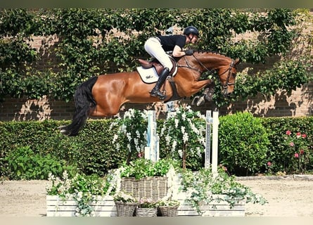 Zangersheide, Caballo castrado, 7 años, 174 cm, Castaño
