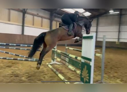 Zangersheide, Caballo castrado, 7 años, 174 cm, Castaño