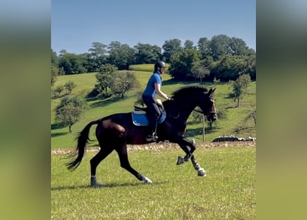 Zangersheide, Caballo castrado, 7 años, 175 cm, Castaño