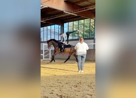 Zangersheide, Caballo castrado, 7 años, 176 cm, Castaño