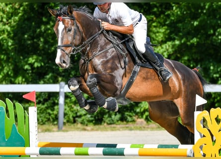 Zangersheide, Caballo castrado, 7 años, 180 cm, Castaño oscuro