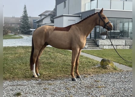 Zangersheide, Caballo castrado, 8 años, 169 cm, Alazán