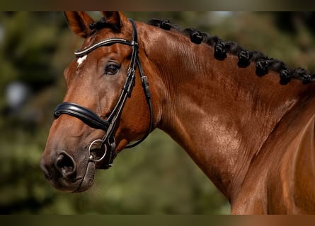 Zangersheide, Caballo castrado, 8 años, 171 cm