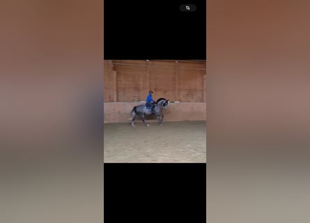 Zangersheide, Caballo castrado, 8 años, 173 cm, Tordo