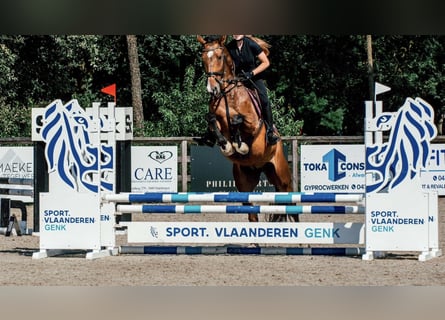 Zangersheide, Caballo castrado, 8 años, 175 cm, Castaño oscuro