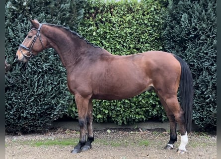 Zangersheide, Caballo castrado, 9 años, 169 cm, Castaño