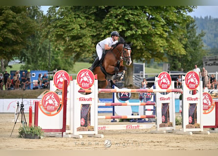 Zangersheide, Caballo castrado, 9 años, 170 cm, Castaño
