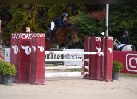 Zangersheide, Castrone, 10 Anni, 148 cm, Baio