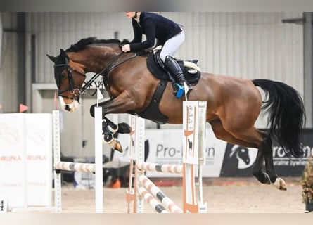 Zangersheide, Castrone, 10 Anni, 168 cm, Baio ciliegia