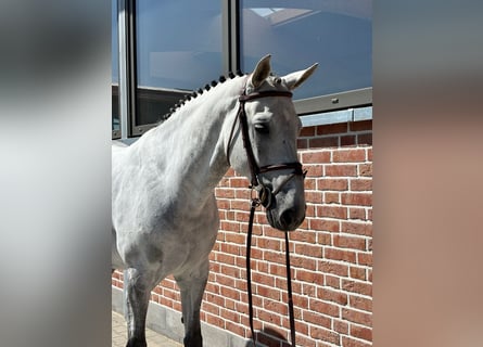 Zangersheide, Castrone, 10 Anni, 169 cm, Grigio pezzato