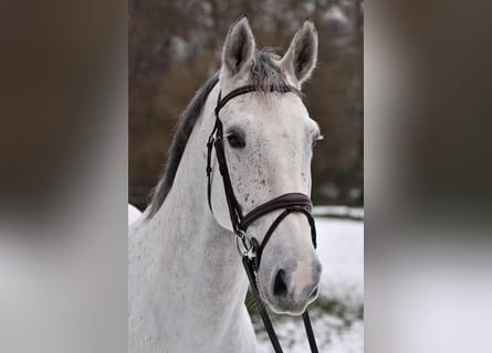 Zangersheide, Castrone, 10 Anni, 172 cm, Grigio