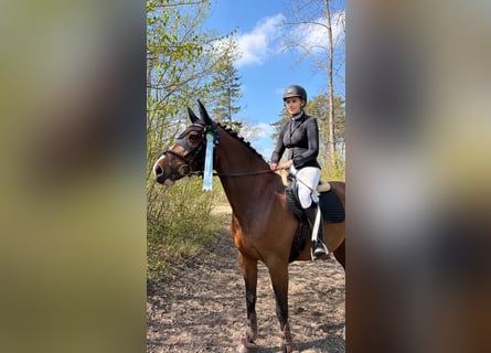 Zangersheide, Castrone, 11 Anni, 163 cm, Baio